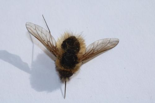 Bombylius sp.